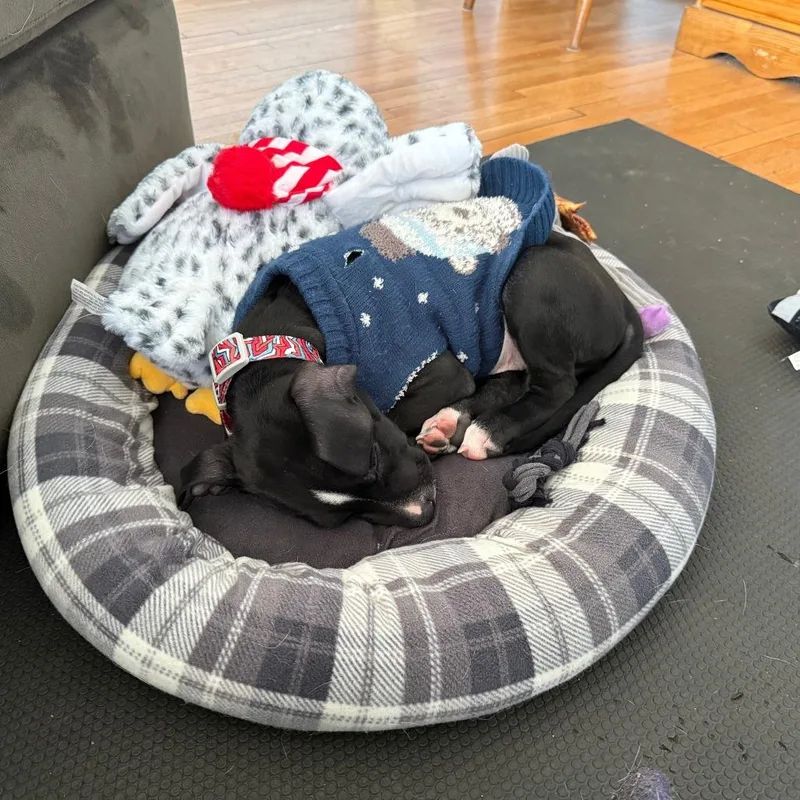 Evander D thumbnail 4