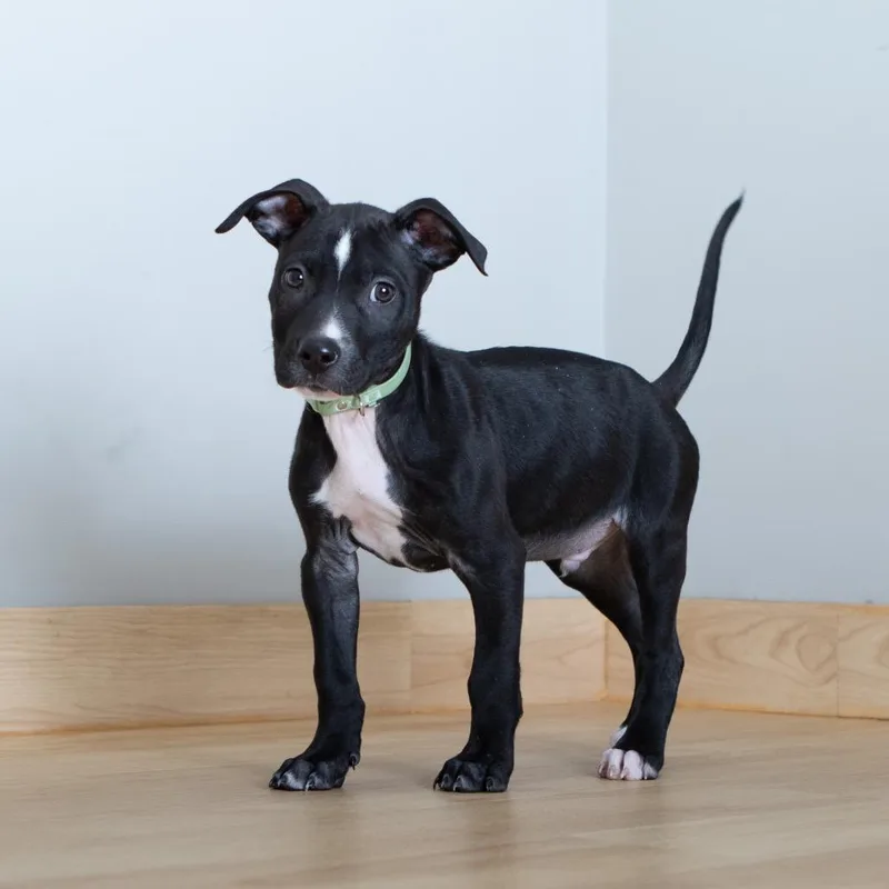 Evander D thumbnail 5