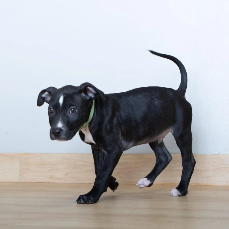 Evander D thumbnail 6