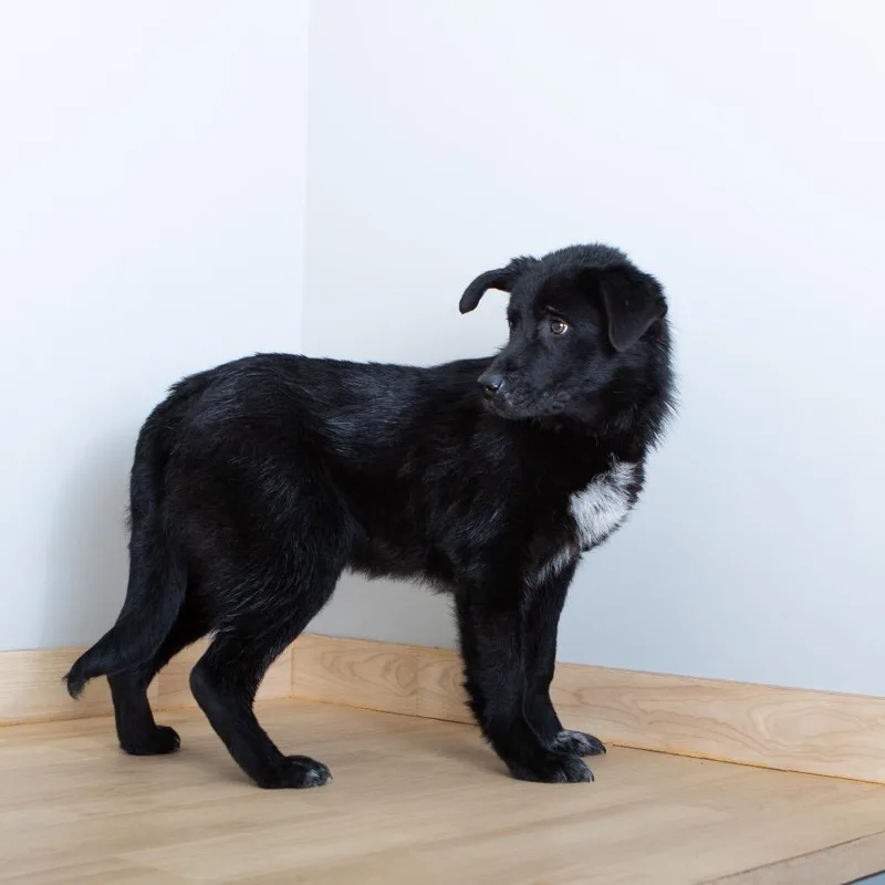 Dakota Megaesophagus  D