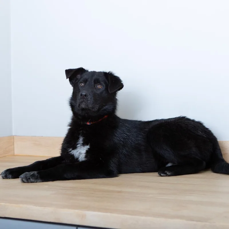 Dakota Megaesophagus D thumbnail 2