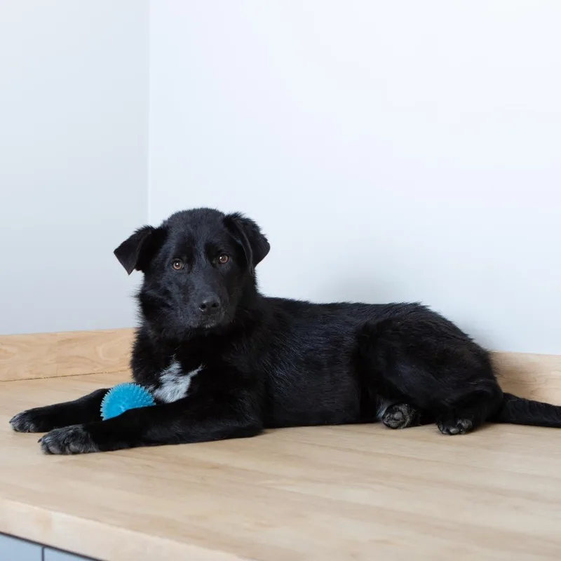 Dakota Megaesophagus D thumbnail 3