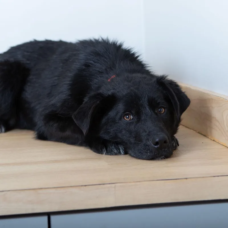 Dakota Megaesophagus D thumbnail 4