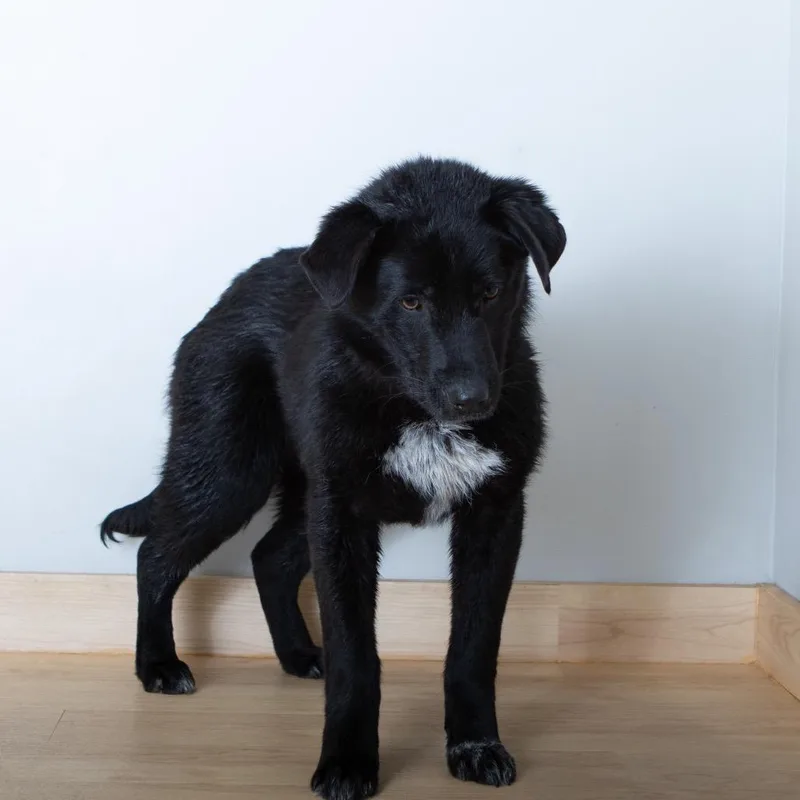 Dakota Megaesophagus D thumbnail 5