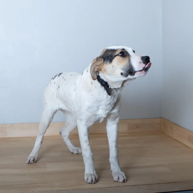 Patriot D thumbnail 2