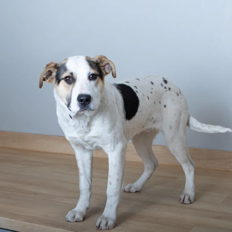 Patriot D thumbnail 3