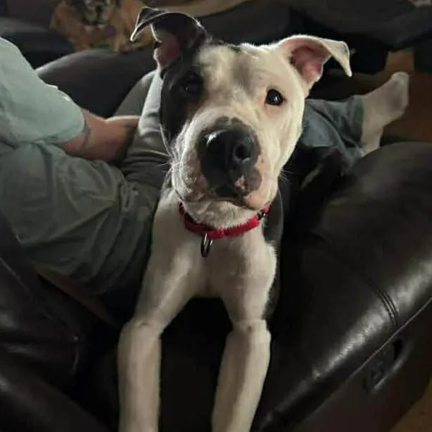 Brittany thumbnail 2