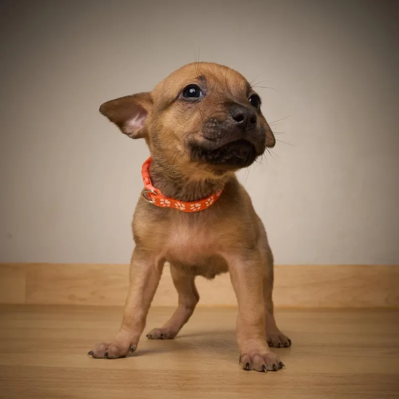 Truffle D thumbnail 2