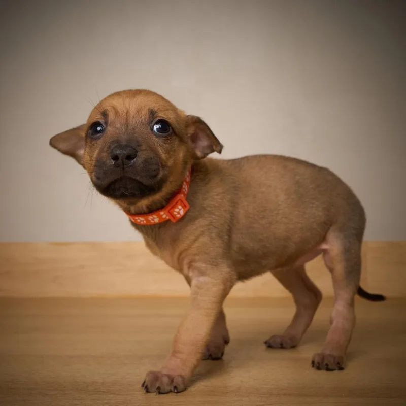 Truffle D thumbnail 3