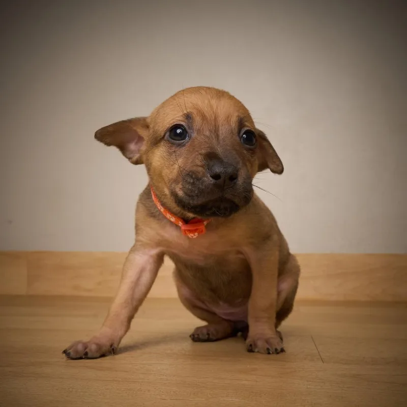 Truffle D thumbnail 4