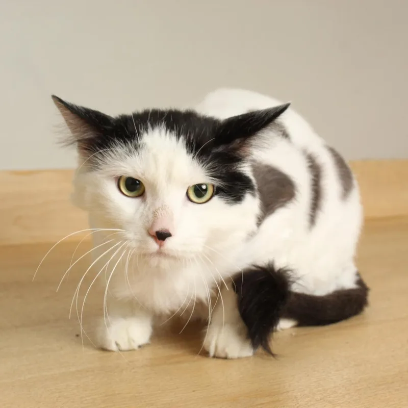 Smungus "gus" C thumbnail 2