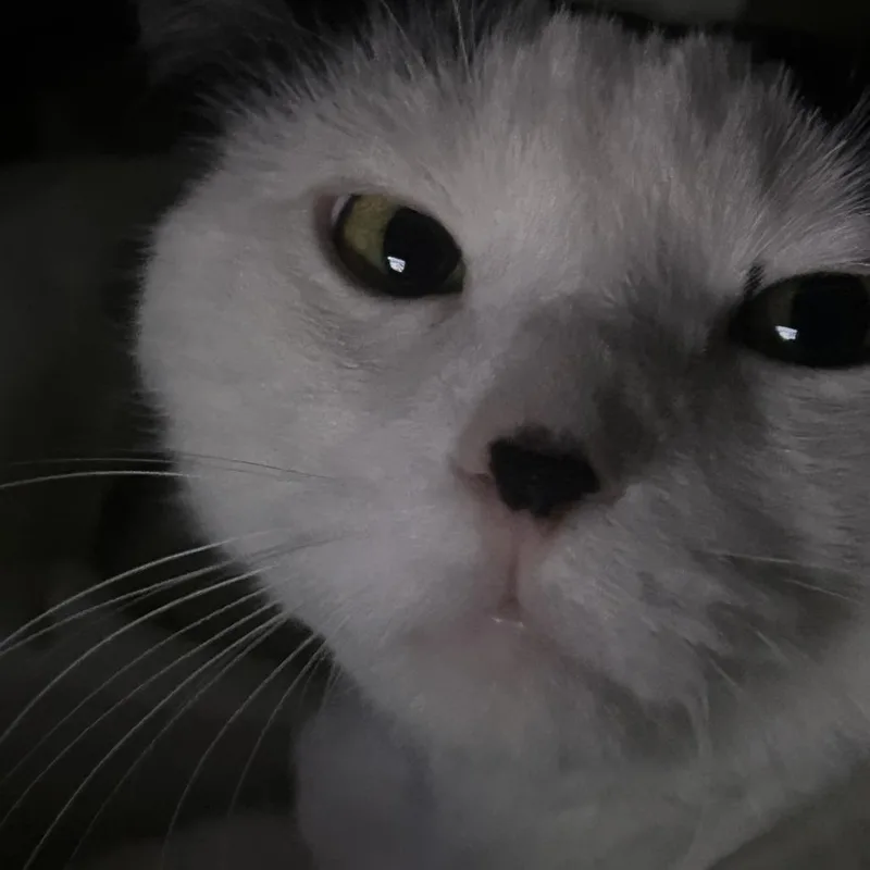 Smungus "gus" C thumbnail 3