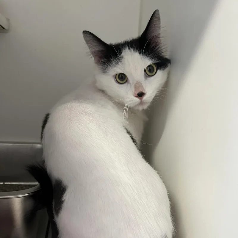 Smungus "gus" C thumbnail 4