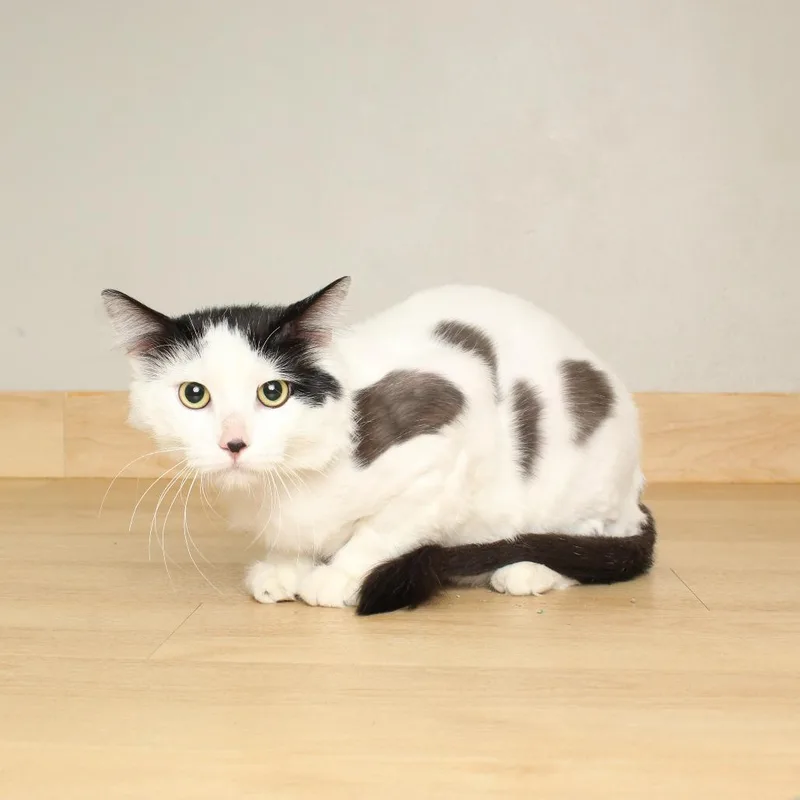 Smungus "gus" C thumbnail 5