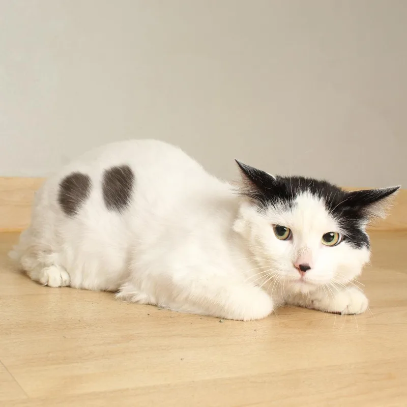 Smungus "gus" C thumbnail 6