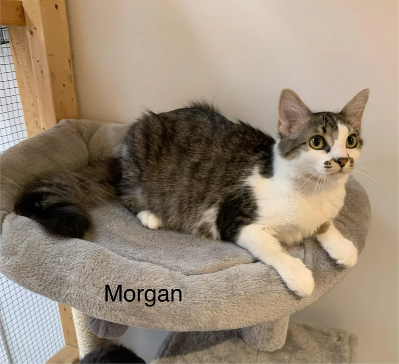 Morgan