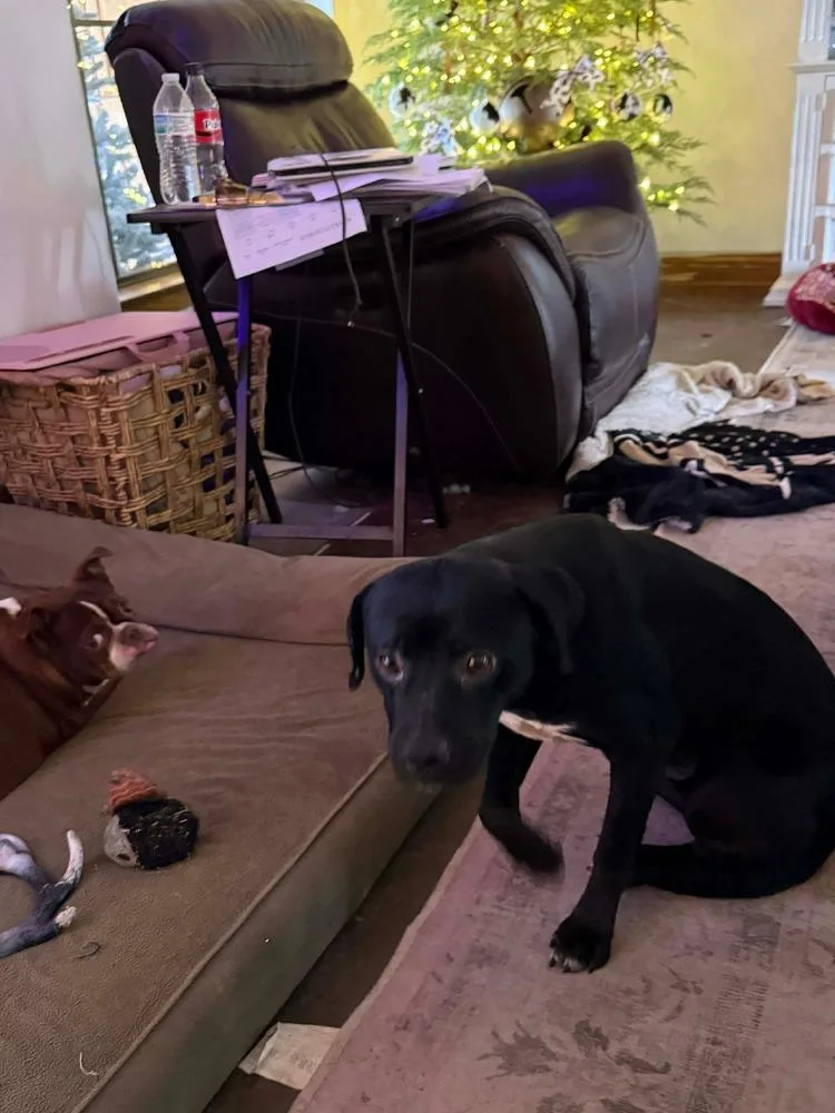 Mr Wiggles thumbnail 2