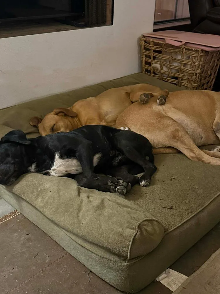 Mr Wiggles thumbnail 3