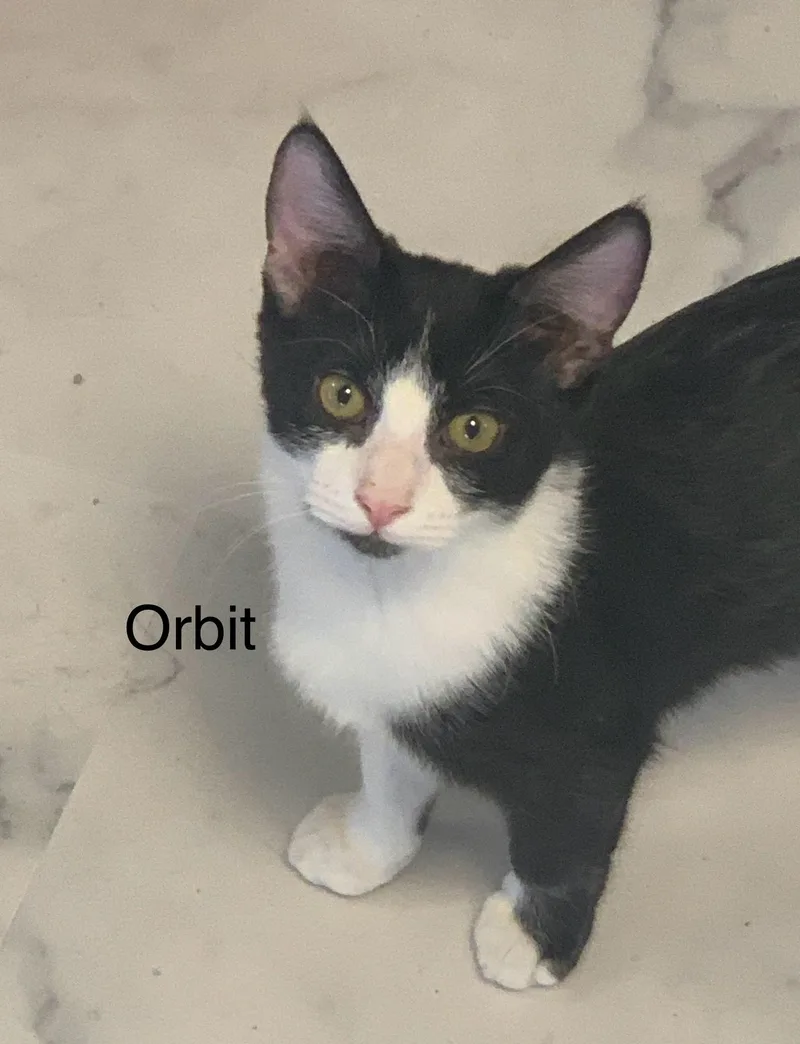 Orbit