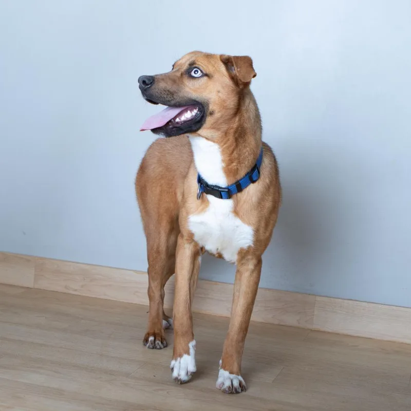 Hopper D thumbnail 2