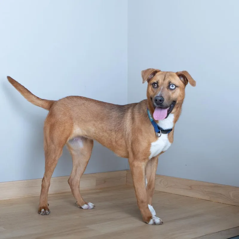 Hopper D thumbnail 3