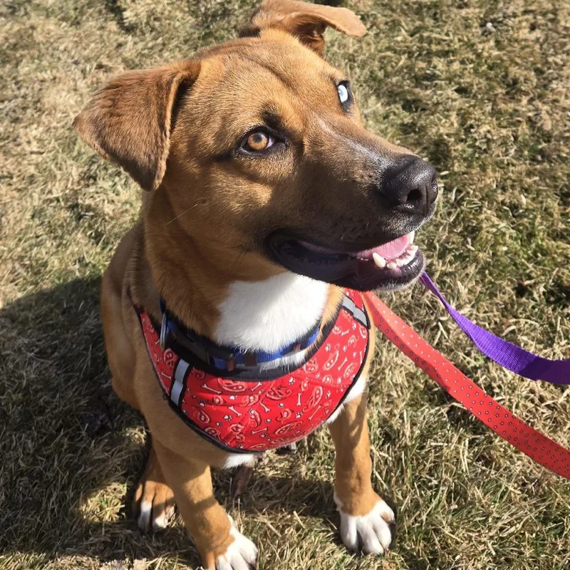 Hopper D thumbnail 4