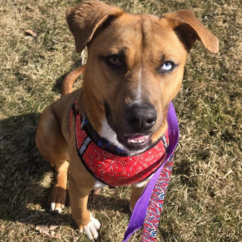 Hopper D thumbnail 5