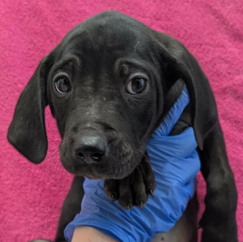 Lollipop Letter thumbnail 2