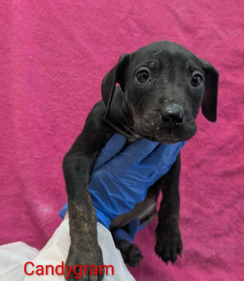 Candygram thumbnail 2