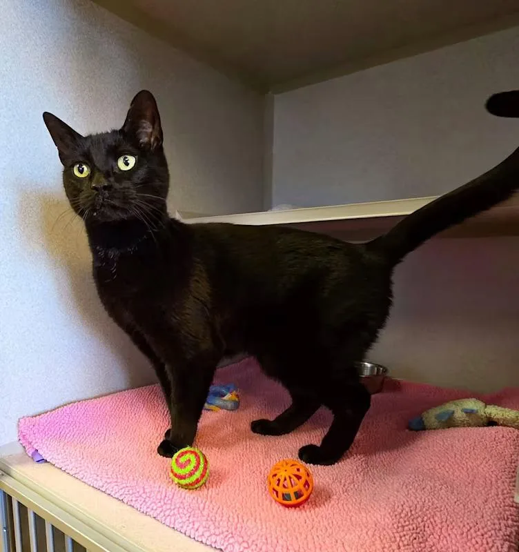 The Fiend thumbnail 2