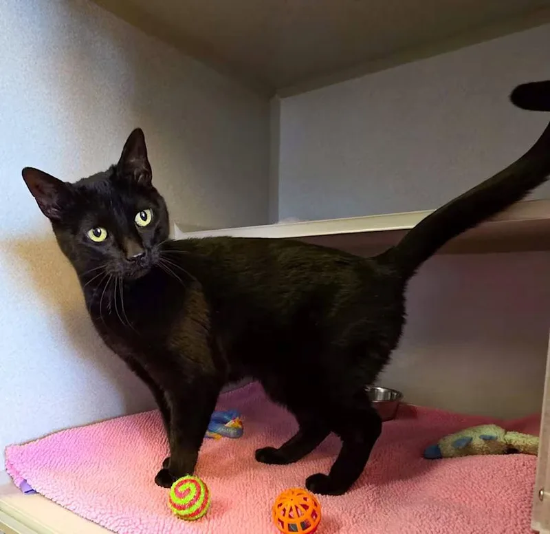 The Fiend thumbnail 3