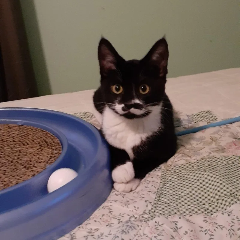 Chloe Sue thumbnail 2