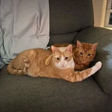 Cream And Colby  thumbnail 3