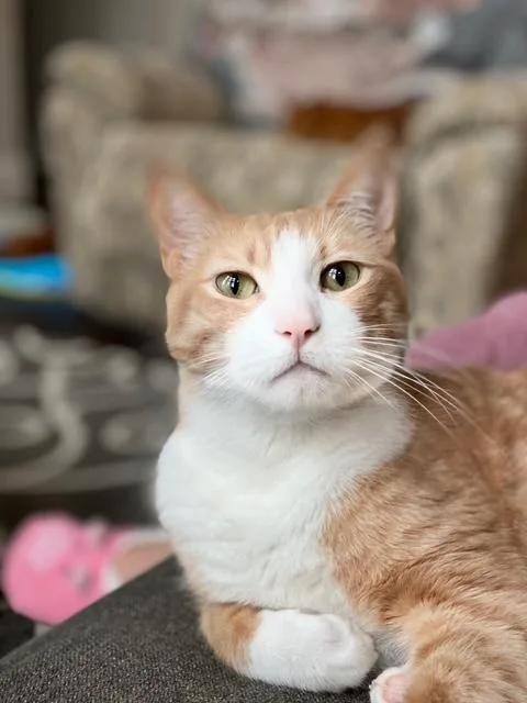 Cream And Colby  thumbnail 4