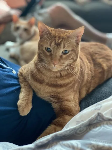 Cream And Colby  thumbnail 5