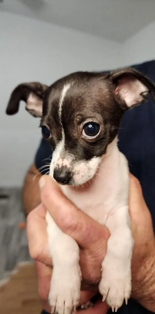 A baby small-sized female Chihuahua dog named Blk White for adoption in Windsor, CA