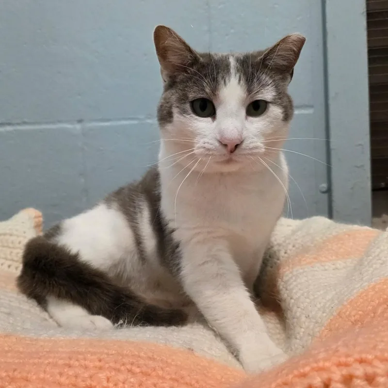 Hissy Missy Aka Ms. thumbnail 2