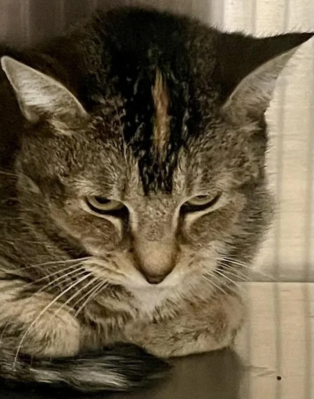 W Carrie thumbnail 2