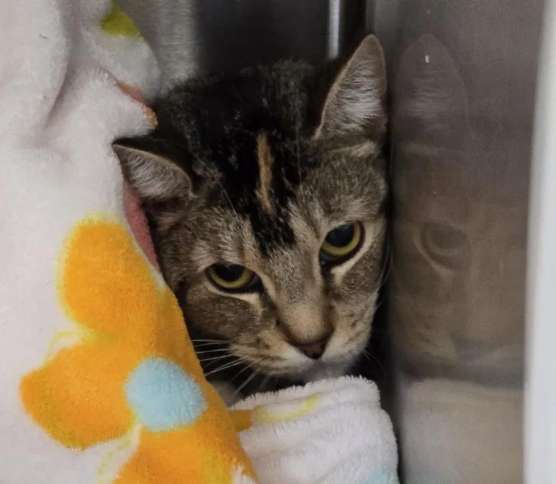 W Carrie thumbnail 3