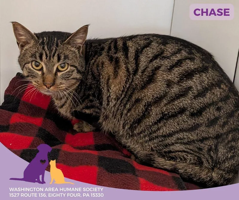 A baby medium-sized male Tabby (Brown / Chocolate) Domestic Short Hair cat named Chase for adoption in Eighty Four, PA