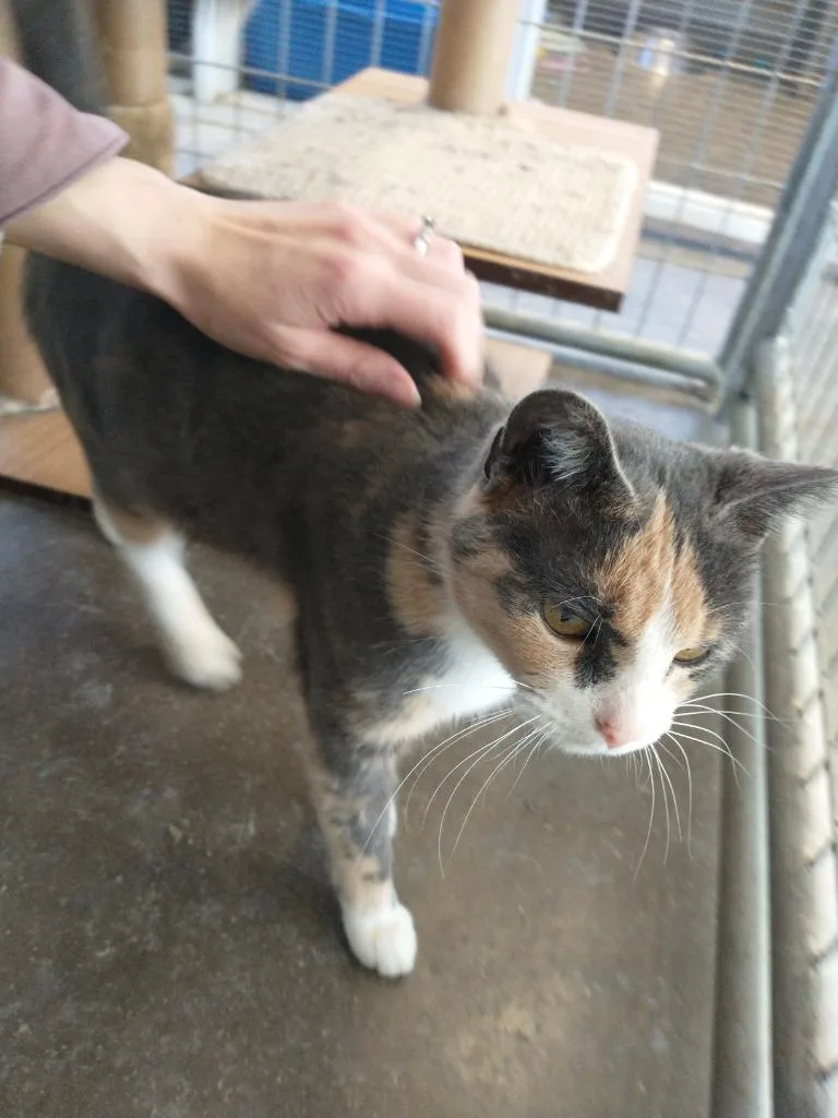 Sprinkles thumbnail 2