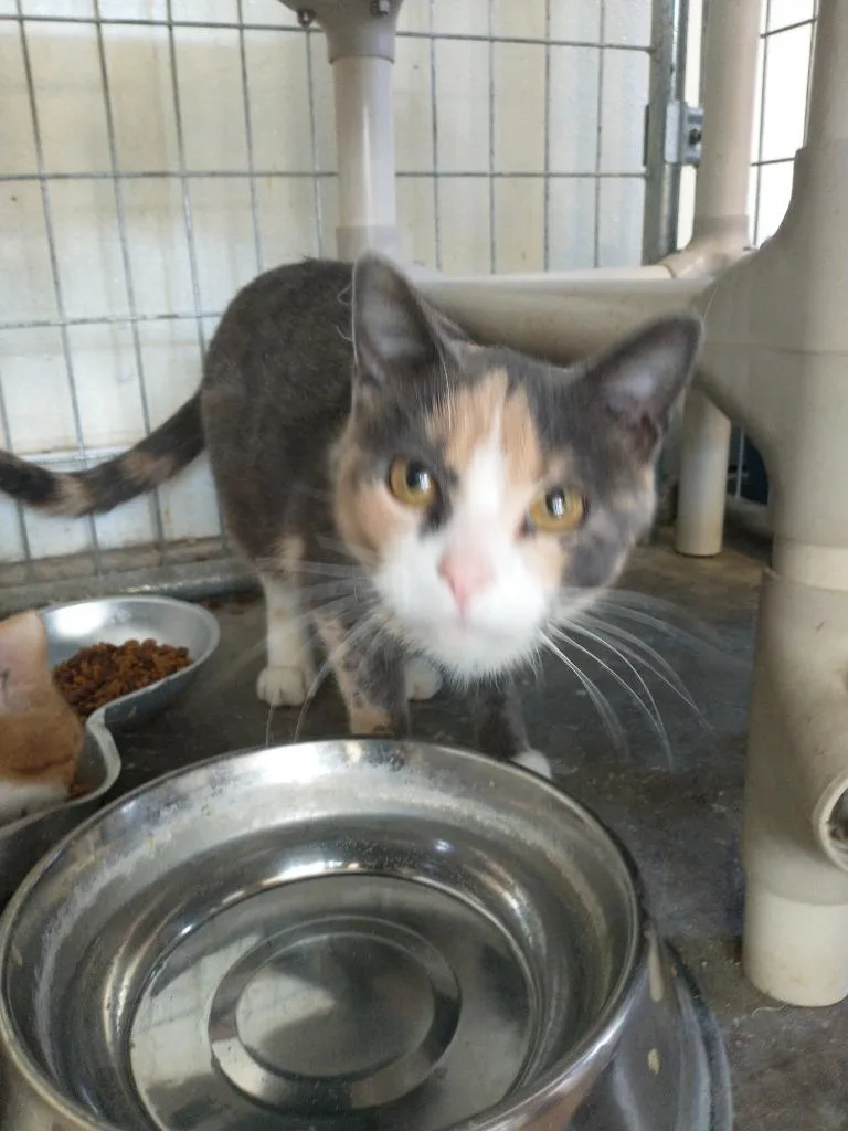 Sprinkles thumbnail 3