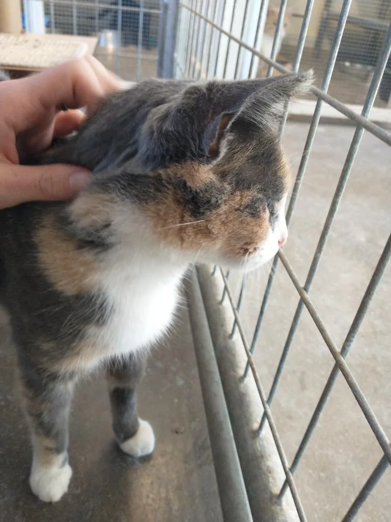 Sprinkles thumbnail 4