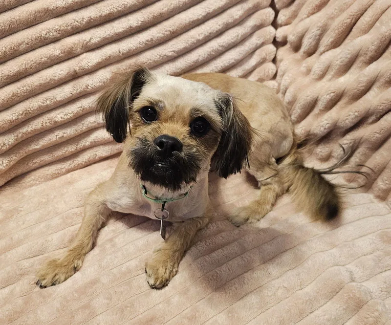 Chaneltiny Sweetheart Bonded To