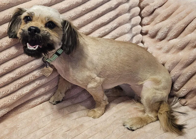 Chaneltiny Sweetheart Bonded To thumbnail 2