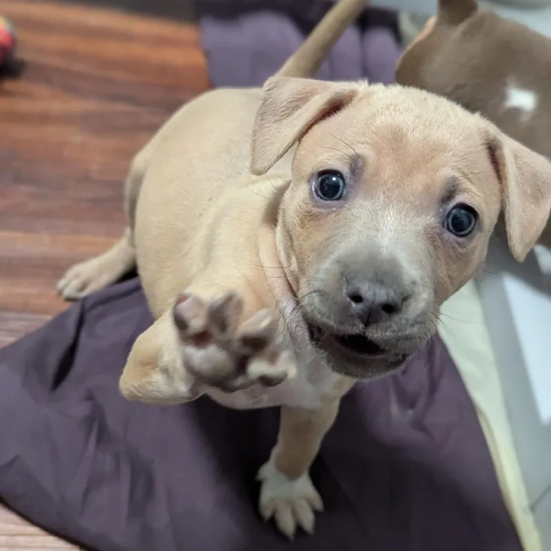 Monstera thumbnail 2