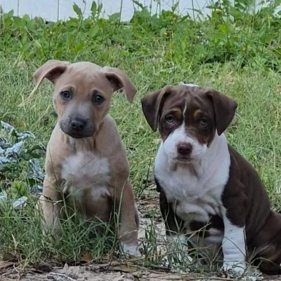 Monstera thumbnail 3