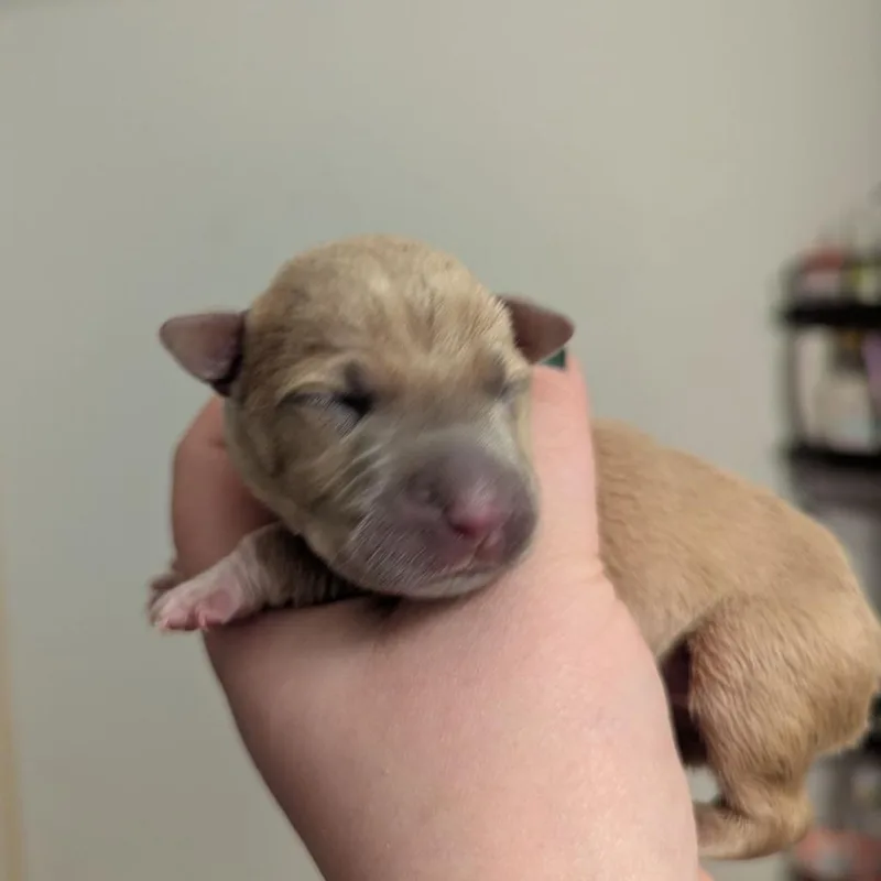 Monstera thumbnail 4