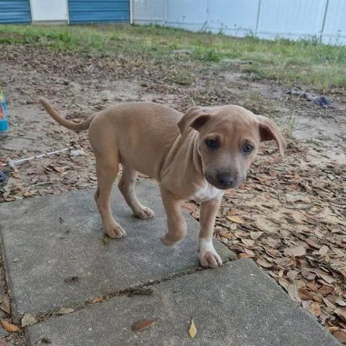 Monstera thumbnail 5