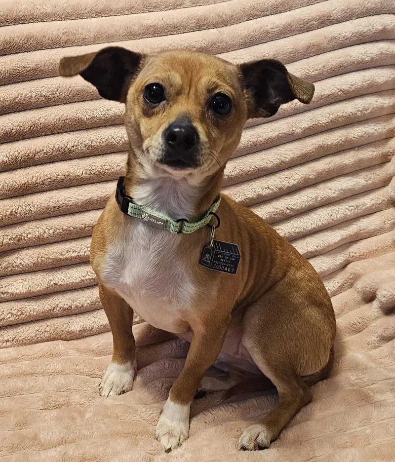 Velani Bonded With Chanel thumbnail 2